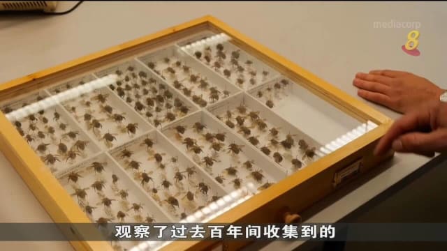 英国科学家发现 气候暖化使蜜蜂翅膀变得不对称