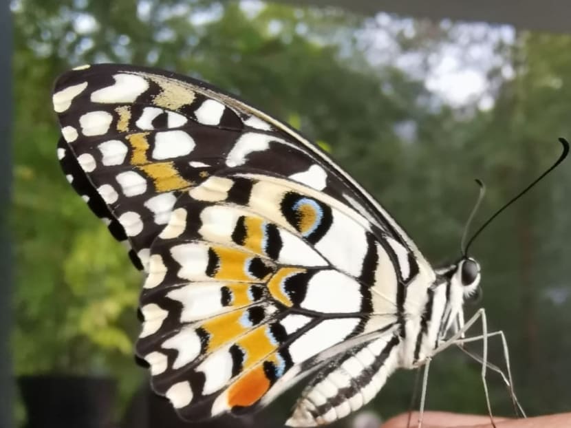 Commentary: Raising caterpillars has been a life-changing pandemic hobby