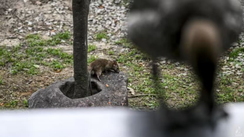 Sekitar 480 tindakan diambil terhadap pemilik premis berkait isu tikus pada separuh pertama 2025: NEA