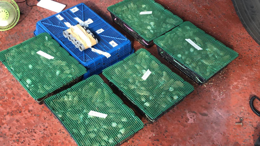 Record 815 birds found in bus as 'chirping sounds' foil smuggling attempt at Woodlands Checkpoint