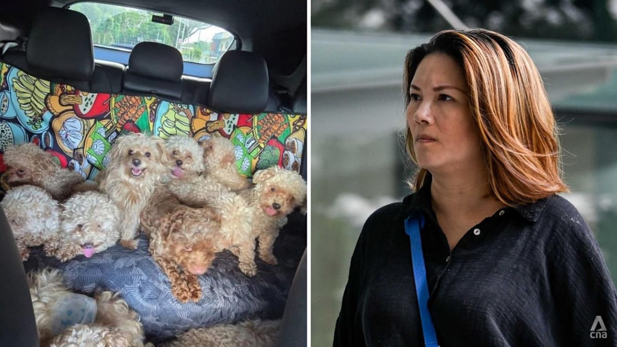 Woman who kept 79 dogs in her home fined S,500 in unprecedented case