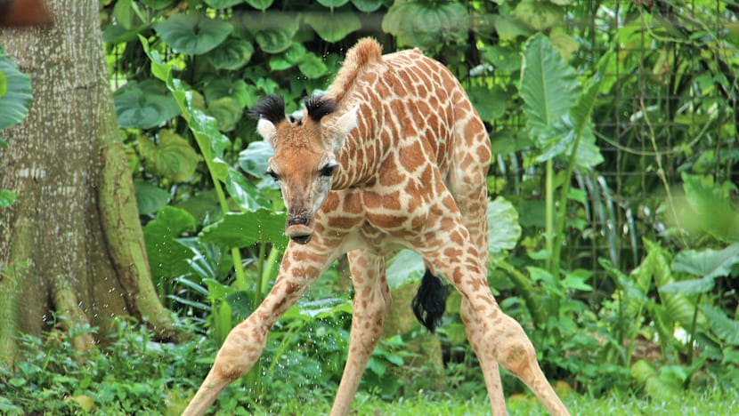 First giraffe calf in 28 years born at Singapore Zoo