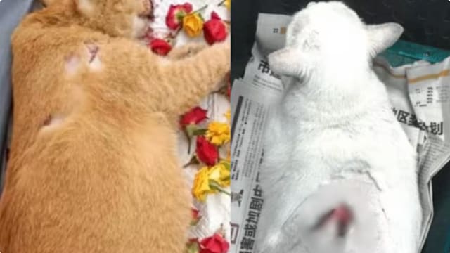 男子虐待和刺伤多猫判监31个月 创本地虐待动物最高刑罚