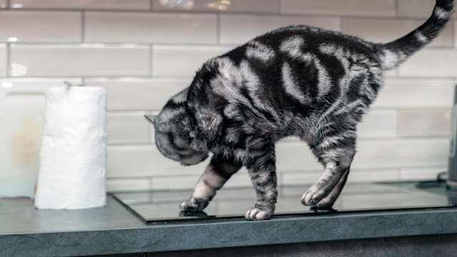 猫误触感应炉酿火灾 自动洒水淹坏四电梯饲主被判缓刑赔款