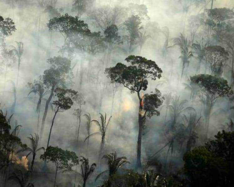 Explainer: Why forests matter as carbon sinks and what we can do to protect them