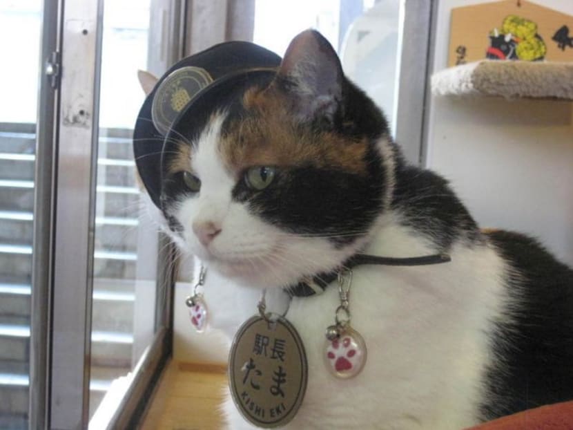 Japan mourns passing of Tama, the cat station master