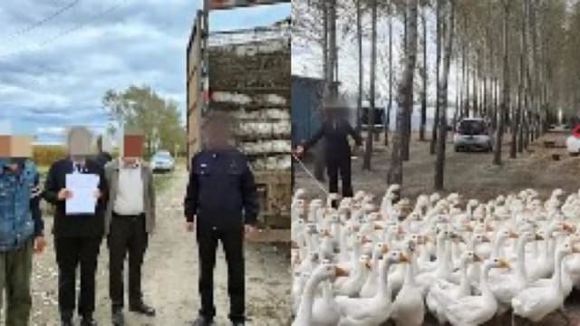中国男子追讨万元欠款 赔获1600只鹅