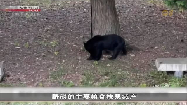 日本频传熊出没事件 秋田县一小时四人遇袭受伤