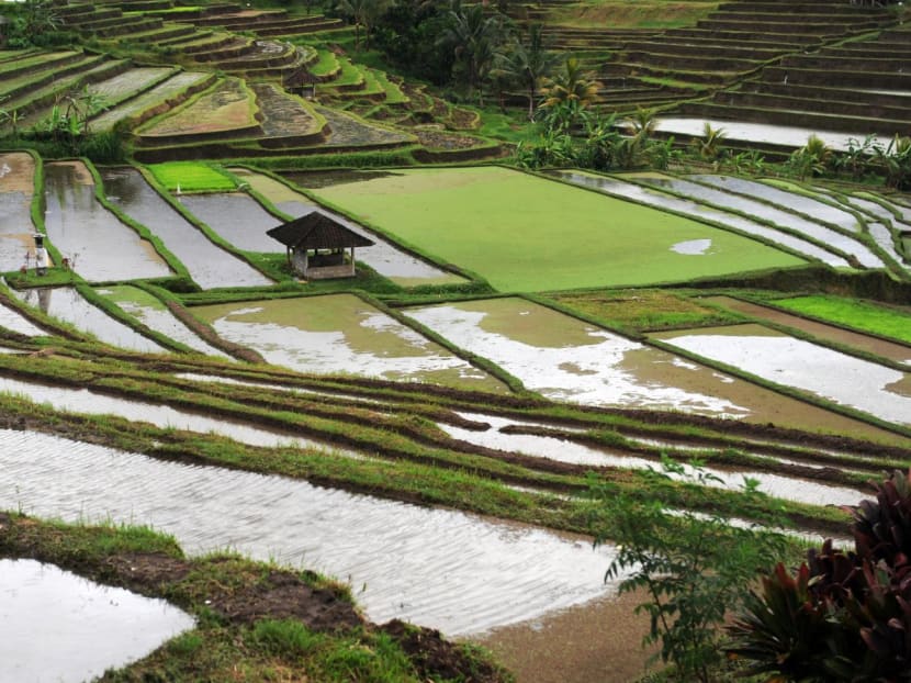 A general view over a rice terrace is seen at Jatiluwih village in Tabanan regency in Bali on Jan 1, 2014. 