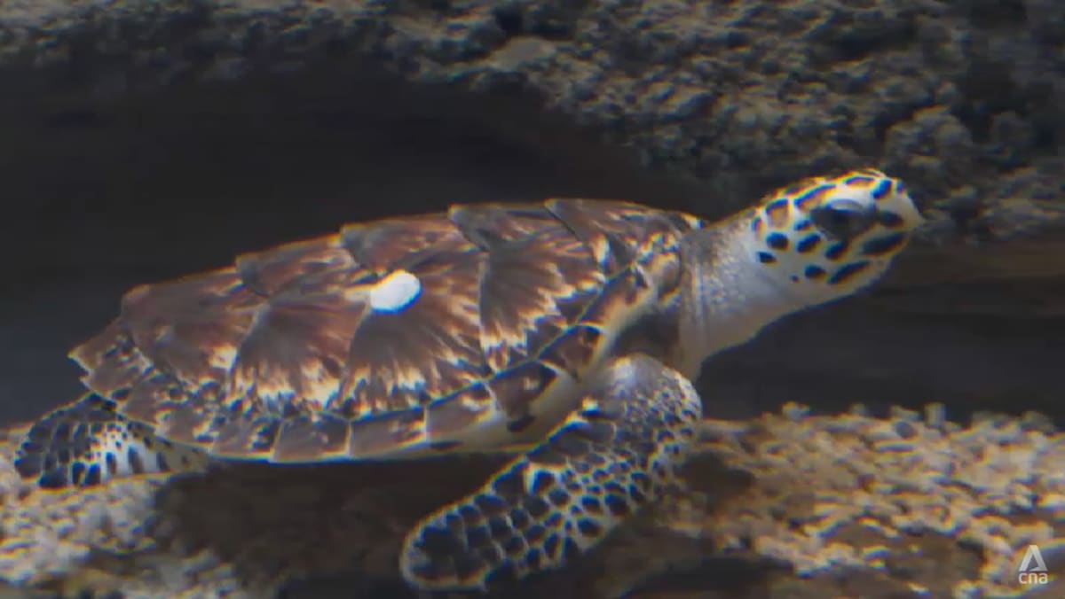 8 hawksbill turtles under specialist care in Singapore conservation programme