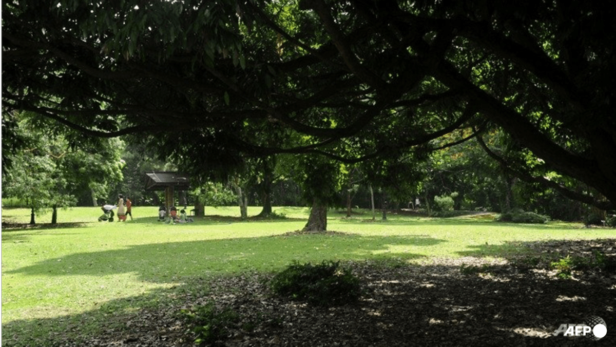 Singapore launches first national pruning guidelines to improve tree care and safety