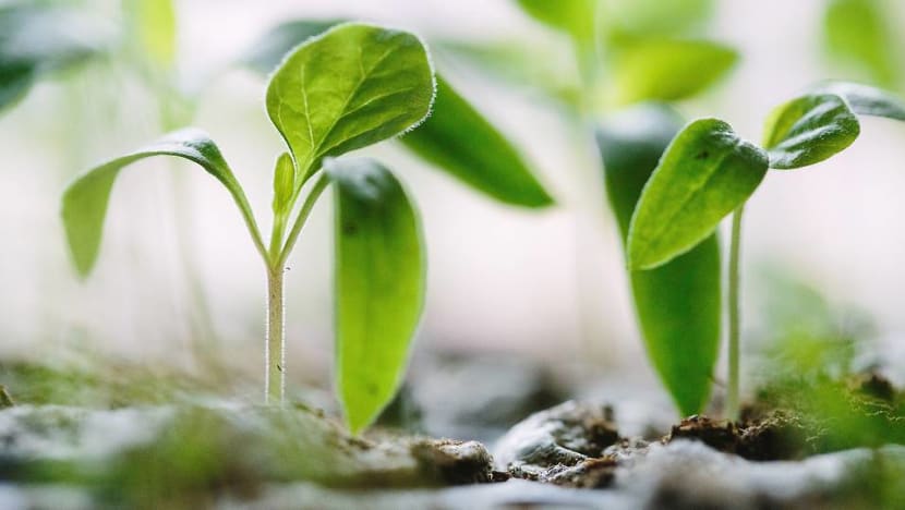 Commentary: Why investing in green funds isn’t so simple