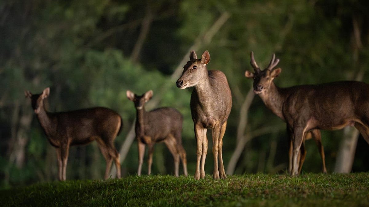 Singapore’s wild sambar deer population leaps from 15 to 120 in five years
