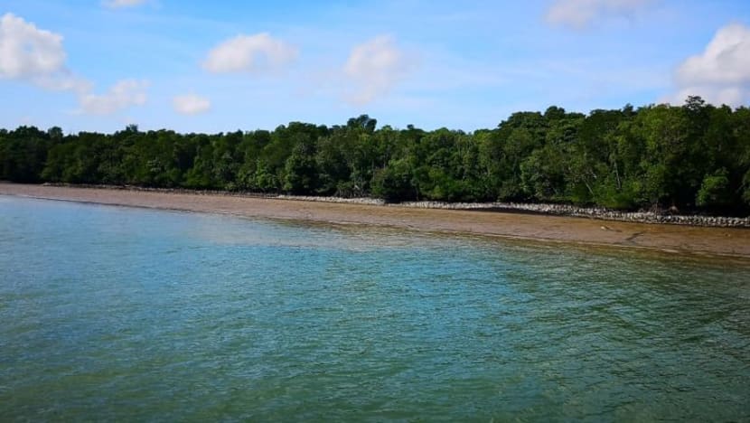2 projek baru lindungi pantai, paya bakau Pulau Ubin