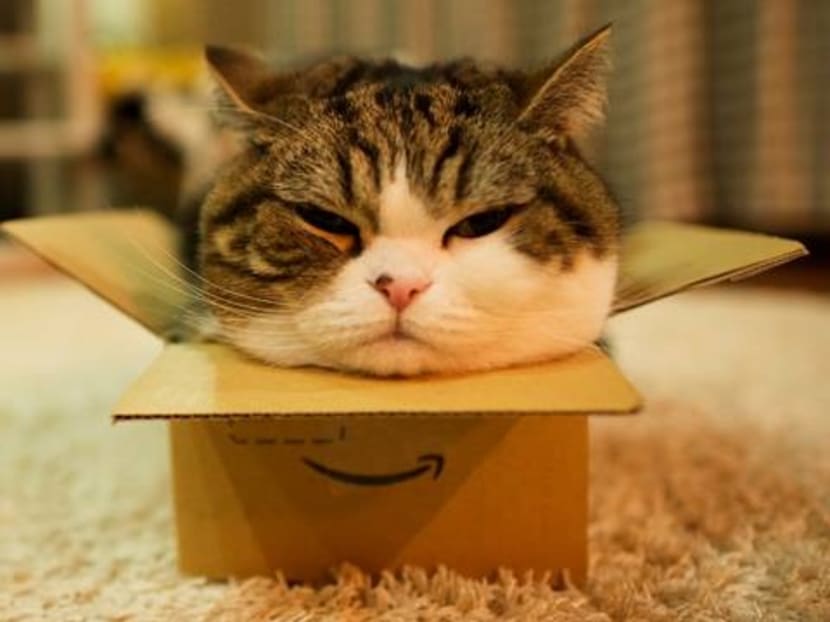 Maru, the record-breaking cat with a love of boxes, has died