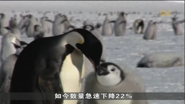 全球暖化威胁皇帝企鹅生存