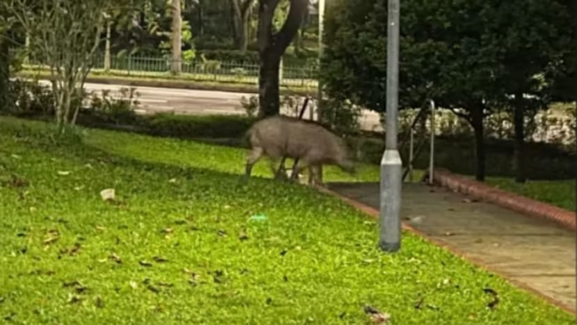 Lelaki diserang babi hutan di Bukit Panjang, 8 ekor berjaya dijerat sejak Mei
