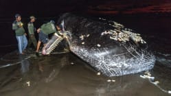Related article image