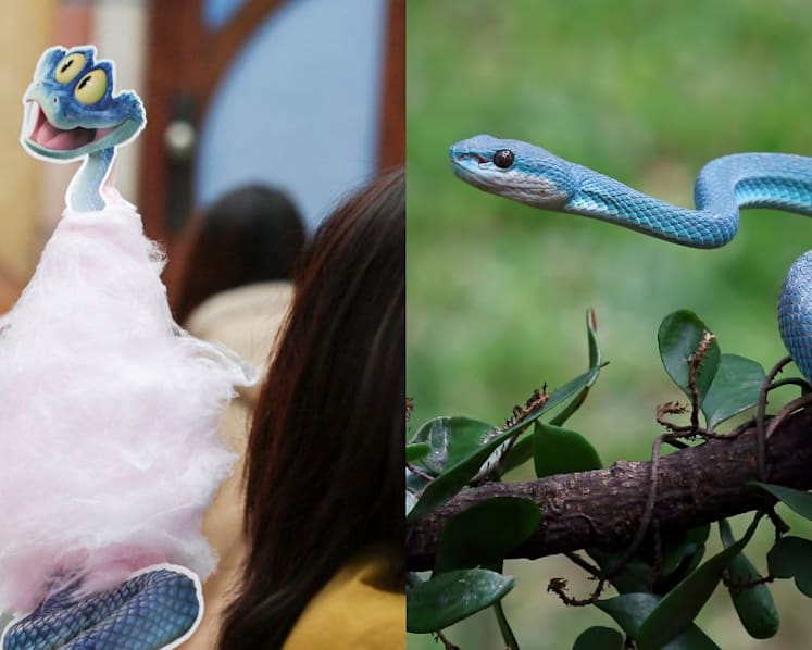 Box office bite: Zootopia 2’s runaway success in China sends fans shopping for venomous snakes