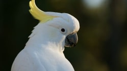 Related article image
