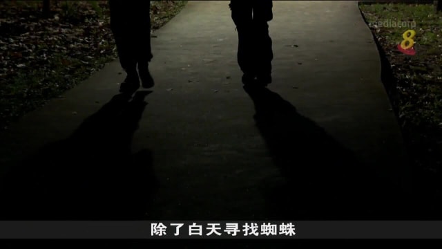 【高华】都市野生：找蜘蛛的乐趣