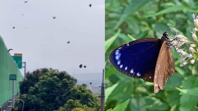 上万“紫蝶群飞”美煞 台湾云林县四度封道