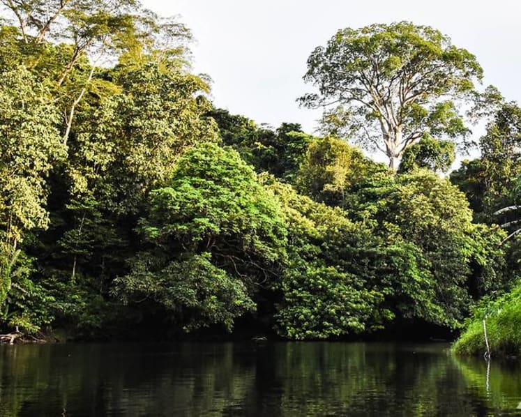 ‘Sustainable and profitable’: Eco-tourism opens opportunities in Brunei jungle