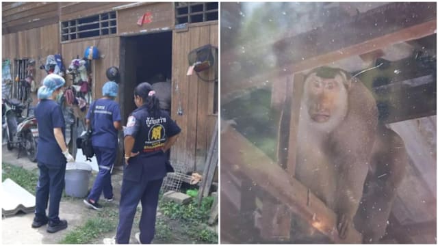 泰南老翁倒毙血泊满身咬痕 凶手竟是野生猕猴