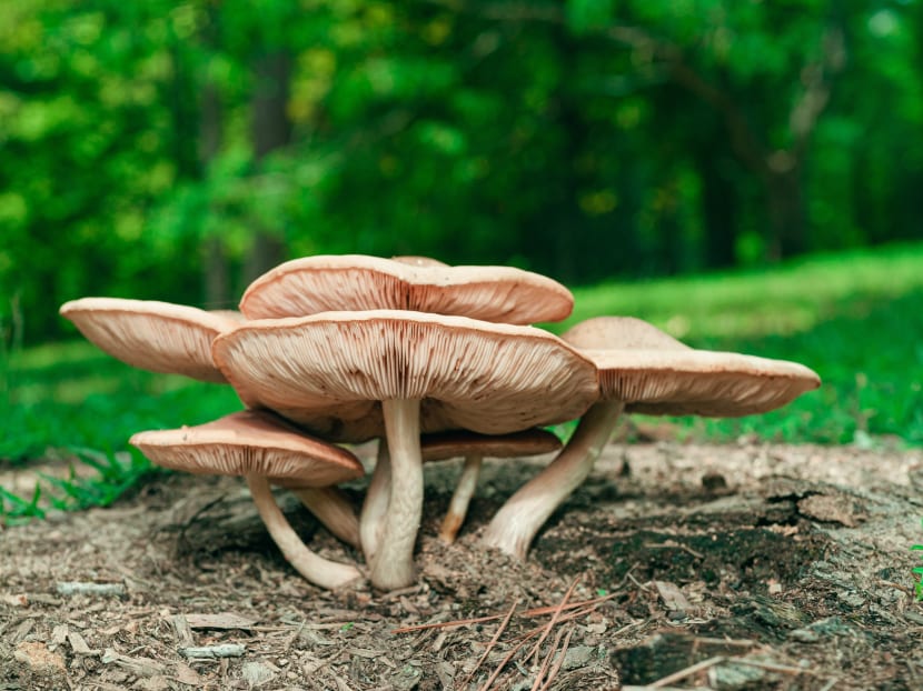 There’s no good reason fungal leather alternatives couldn’t eventually replace animal leather in many consumer products, writes the author. There’s no good reason fungal leather alternatives couldn’t eventually replace animal leather in many consumer products, writes the author.