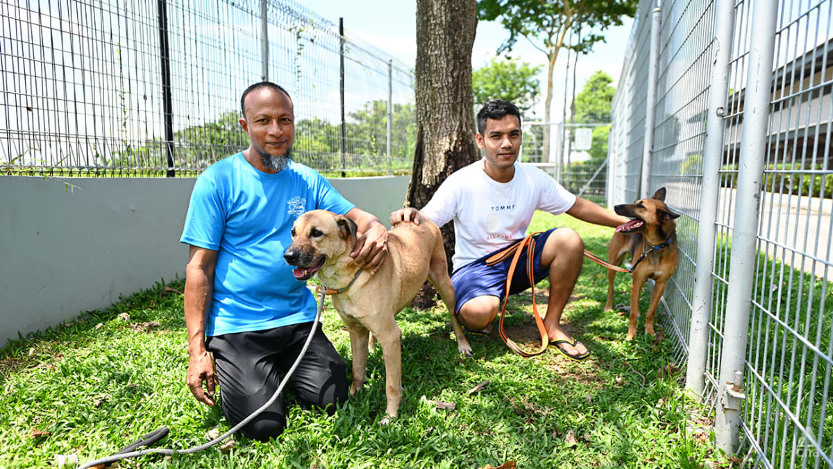 ‘Dogs happy, we’re also happy’: Meet the 2 Bangladeshi workers caring for rescue dogs at a Singapore shelter