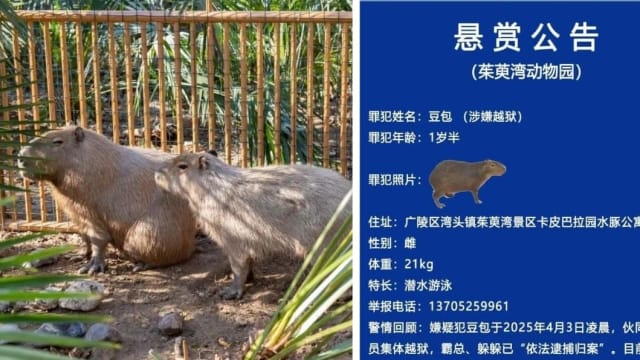 扬州动物园三只水豚“越狱” 动物园悬赏捉拿