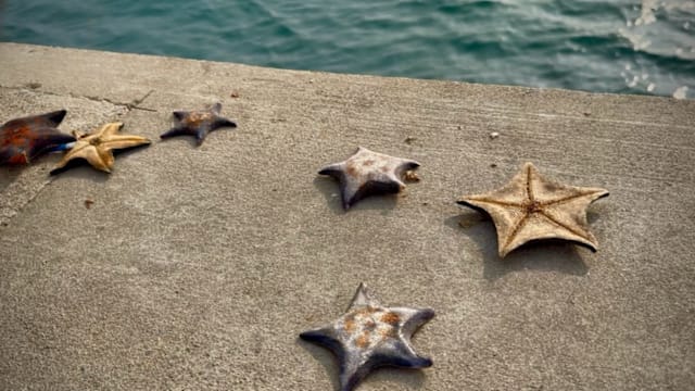 【城市呼吸｜卓明】海里的星星，能吃进肚子里