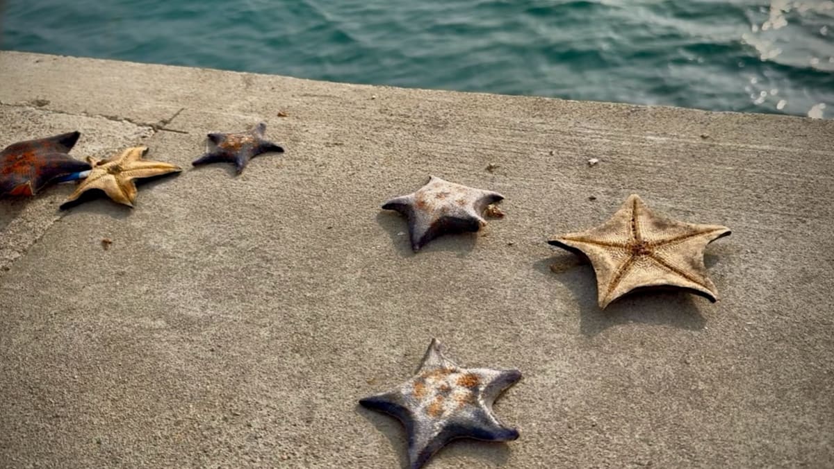 星☆海 城市呼吸｜卓明】海里的星星，能吃进肚子里- 8world