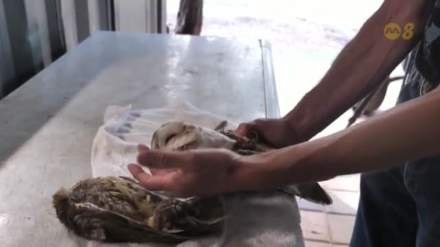 因吃下中毒老鼠 澳洲大量猫头鹰身亡