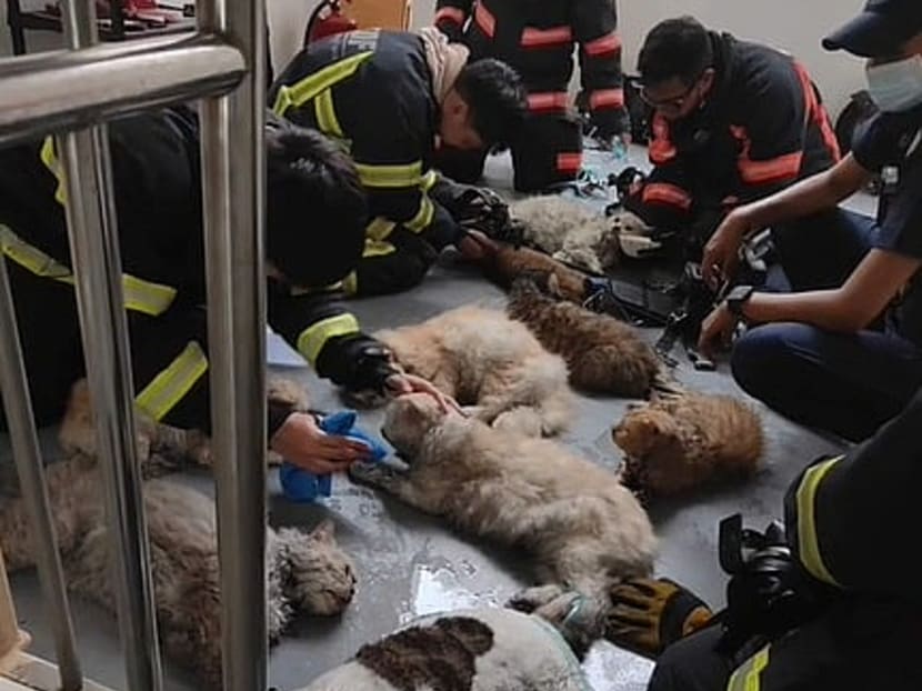 Firefighters tending to several cats found unconscious after a fire, in a screenshot taken from a TikTok post by user "itshambali". Firefighters tending to several cats found unconscious after a fire, in a screenshot taken from a TikTok post by user "itshambali".