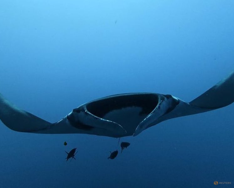 Young giant manta rays stay close to home while adults roam more widely