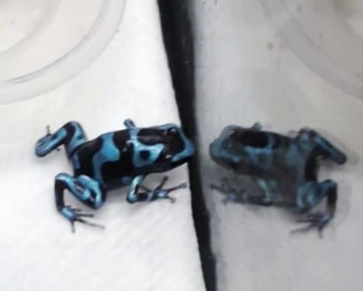 S$6,600 fine for man who wanted to keep 13 endangered poison dart frogs as pets