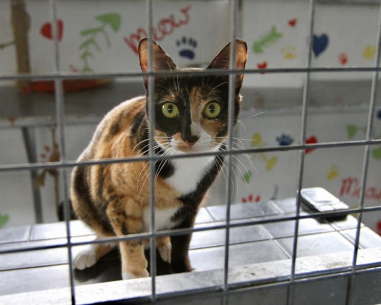 Surge in abandoned cats — is microchipping the answer?