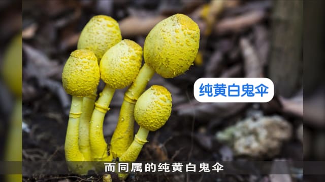 狮城有约 | 生活小学堂：热带雨林和菌菇