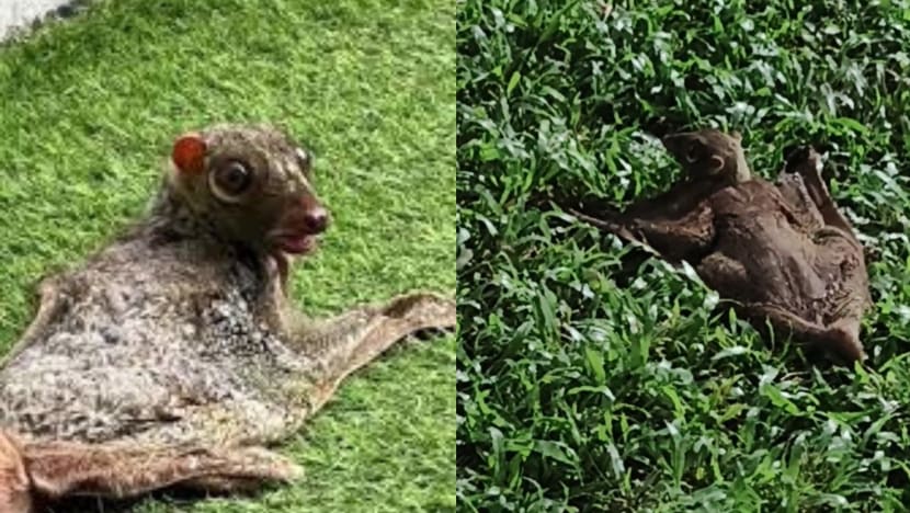Winged Creature Seen Hopping On Ground After Crash-Landing Near HDB Flats In Bukit Panjang Winged Creature Seen Hopping On Ground After Crash-Landing Near HDB Flats In Bukit Panjang