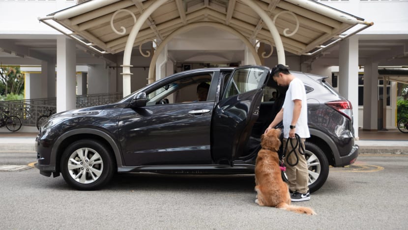 Grab your pet and go: GrabPet service launches in Singapore