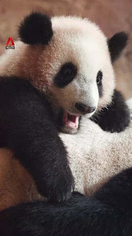 Indonesia welcomes first baby panda