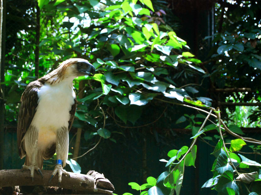 A pair of critically endangered Philippine Eagles will arrive at the Jurong Bird Park on a conservation breeding loan from the Philippines.