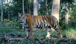 A king of the jungle, again: Tigers in Thailand 