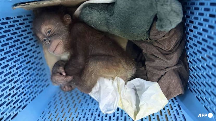 Thai man arrested for smuggling baby orangutans Thai man arrested for smuggling baby orangutans