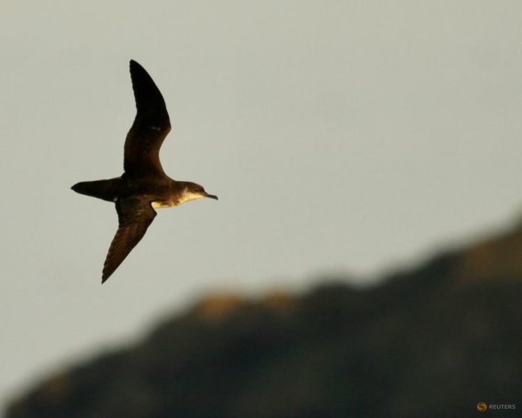 Long-distance flights can interfere with the internal clocks of seabirds