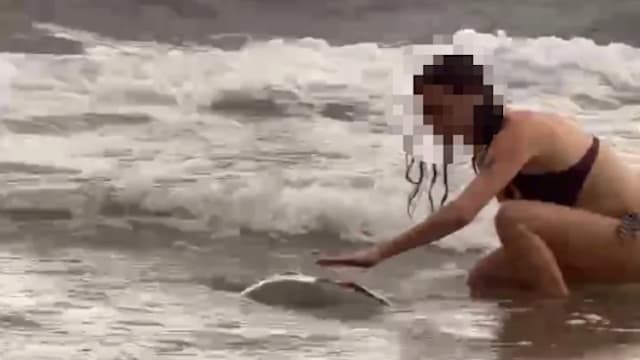 德女游客游台湾伸手摸海龟被移送法办