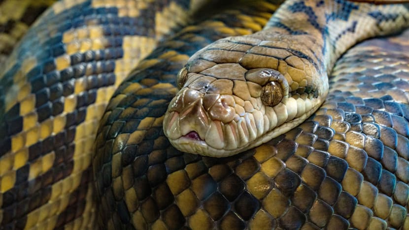 பாம்புத் தீவு; மனிதர்களுக்கு அனுமதி இல்லை - எங்கே?