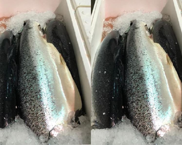 Salmon from Norway recalled due to bacteria: SFA