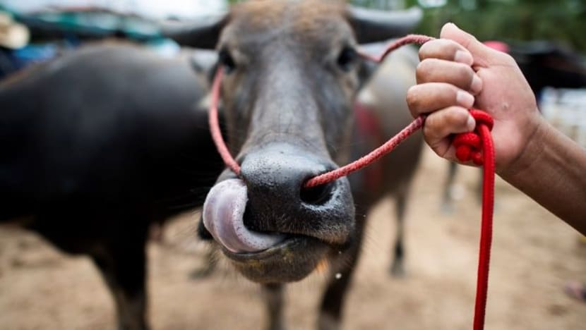 Gambar Pilihan Hari Ini